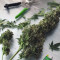 Venta de Pineapple Express Auto (Fast Buds) | Semillas de marihuana feminizadas