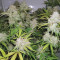 Blue Dream’matic Seeds - Cannabis Strain Seeds for Sale