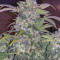 Original Auto BubbleGum Seeds