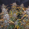 Lemon AK Seeds