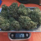 New York Diesel Auto (Expert Seeds) Seeds - Cannabis Strain Seeds for Sale