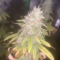 Acquista semi femminizzati Lemon Kush di Female Seeds