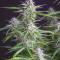 Buddha Syrup Seeds - Cannabis Strain Seeds for Sale