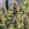 Dr. Bruce Banner CBD sementes feminizadas à venda: informações e comentários