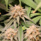 Buy Shiskaberry seeds by Barney's Farm