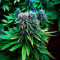 Venta de G13 Haze (Barney's Farm) | Semillas de marihuana feminizadas