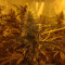 Achetez des graines féminisées Grandmommy Purple par Herbies Seeds