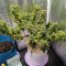 Achetez des graines féminisées Mimosa Shot par Herbies Seedbank