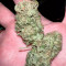 Critical Orange Punch Seeds - Cannabis Strain Seeds for Sale