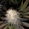 Mimosa EVO Seeds (Barney’s Farm) - Cannabis Strain Seeds for Sale