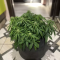Auto Orange Bud Seeds (Dutch Passion) - Cannabis Strain Seeds for Sale