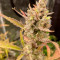 Sementes de maconha Ztrawberriez Auto fem para venda