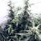 Buy Auto Brooklyn Sunrise feminized seeds by Dutch Passion
