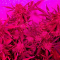 Buy Wedding Cake Auto feminized seeds by Barney's Farm