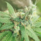 Graines de cannabis Banana Diesel (Holy Smoke Seeds)