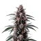 Black Sugar Seeds