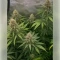 Blackberry Moonrocks Seeds