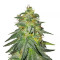 Bruce Banner #3 (Original Sensible Seeds)