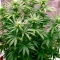 Bruce Banner Seeds