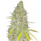 Chocolate Mint OG Auto feminized seeds