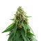 Colombian Jack Seeds