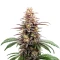 Extraction Grape Gas Seeds