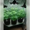 Fat Bastard Seeds
