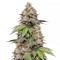 Fem Mix Pack #1 – Graines féminisées (Herbies Seeds)