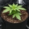 Flowerbomb Kush Seeds