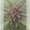 Godfather OG Seeds