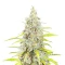 Grimm Mix Seeds