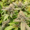 Killer Queen Seeds (Brothers Grimm Seeds)