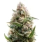 Graines de cannabis Mandarin Cookies (00 Seeds)