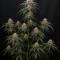 Sementes Feminizadas de Mango Frost Auto (Fast Buds)