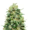 Graines de cannabis Moby Dick (GHS)