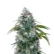 Sementes Feminizadas de Ocifer (Brothers Grimm Seeds)