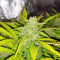 Graines de cannabis Pink Floyd Regular (Mr. Nice Seedbank)