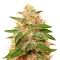 Pure Kush Seeds (Green House Seeds)