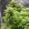 Graines de cannabis Royal Gorilla (RQS)