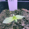 Runtz Muffin Seeds (Barney’s Farm)