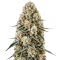 Russian Haze Auto feminized seeds