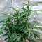 Sugarlato Auto Seeds
