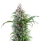 Thai Herer 99 feminisierte Samen (Brothers Grimm Seeds)