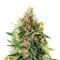 Train Wreck Seeds from Green House Seeds - Cannabis Strain Seeds for Sale