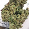 White Widow feminized seeds (Seedstockers)