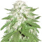Graines de cannabis Sumo's OG Kush (Sumo Seeds)