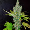 Orange Bud (Herbies Seeds)