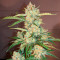 Critical + 2.0 Autoflowering feminized seeds