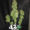 Original Auto Critical Seeds