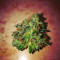 Graines de cannabis Amnesia Bilbo (Genehtik Seeds)